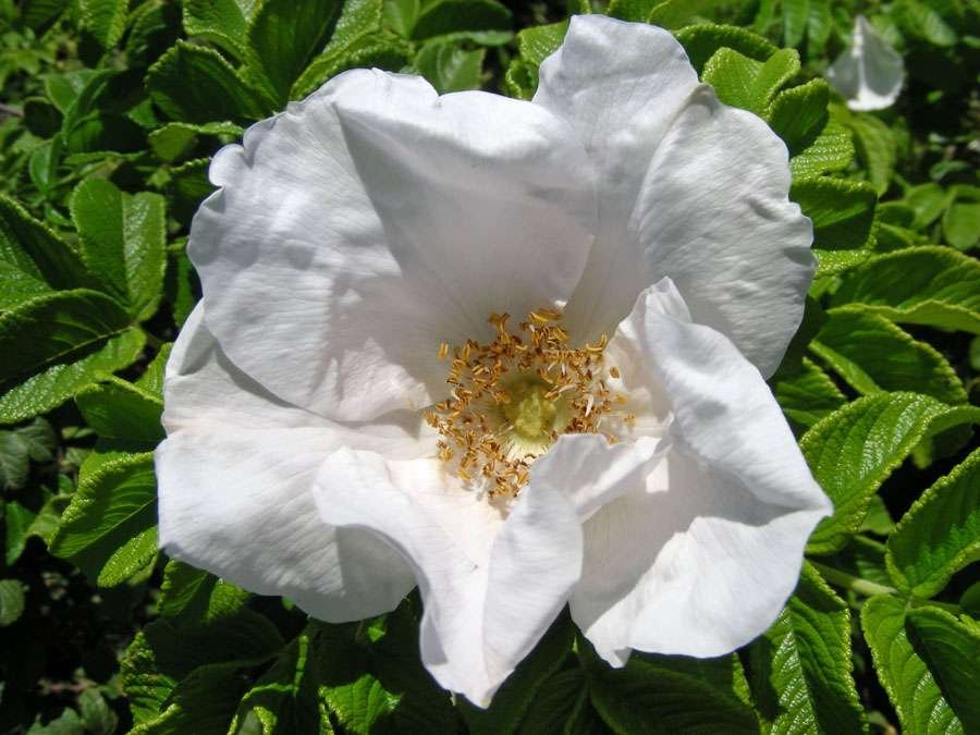 Rosa rugosa (9).jpg