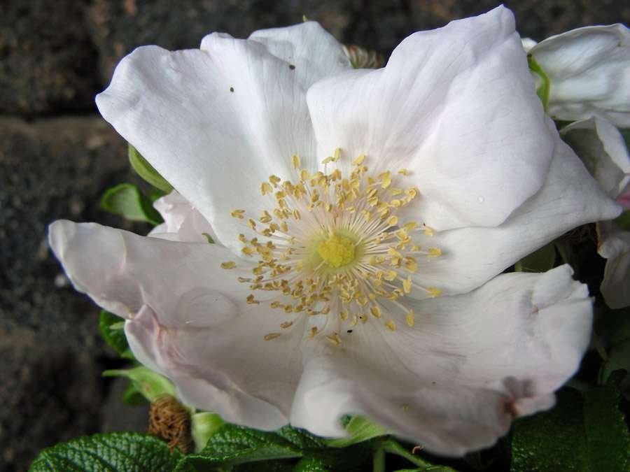 Rosa rugosa (10).jpg