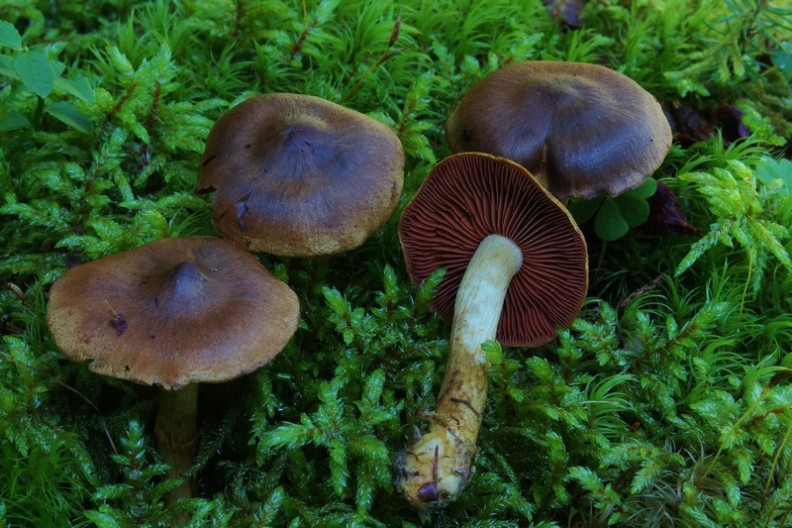 Cortinarius semisanguineus 2.jpg