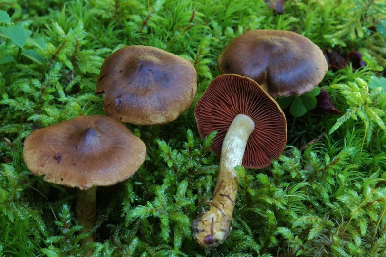 Cortinarius semisanguineus 3.jpg