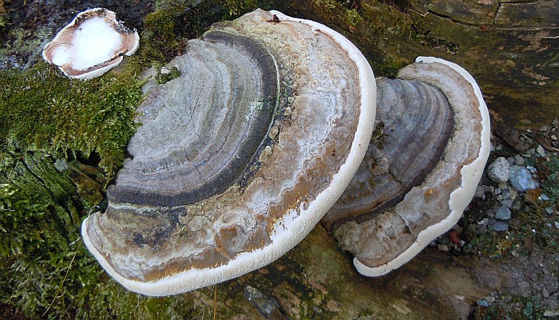 Fomes fomentarius (6).JPG