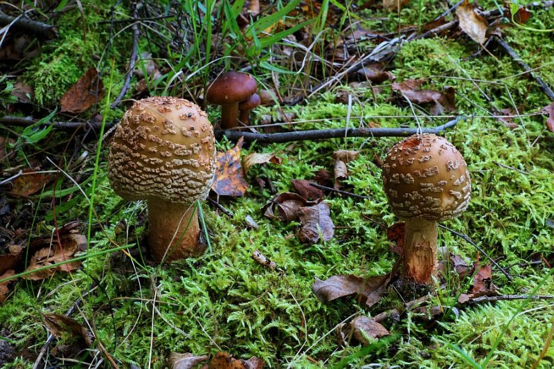 Amanita rubescens