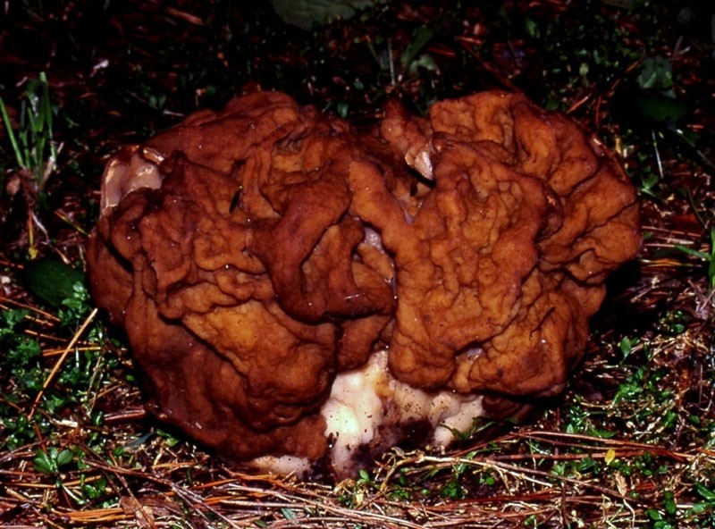 Gyromitra gigas 1 S.jpg