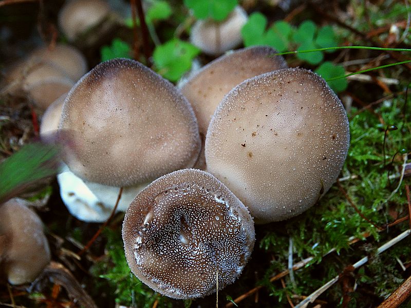 carinzia sett 2016 232.JPG