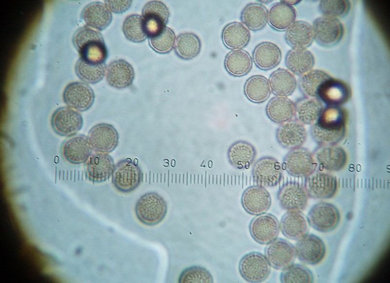 Stemonitis splendens, spore x 1000-1.jpg