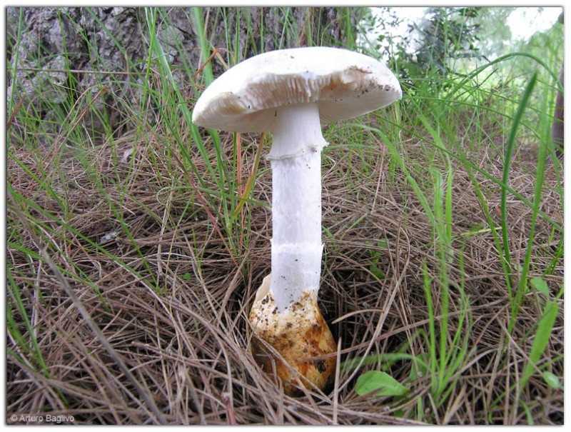 Amanita proxima Dumée