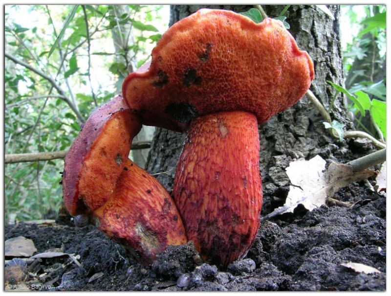 Boletus permagnificus Pöder