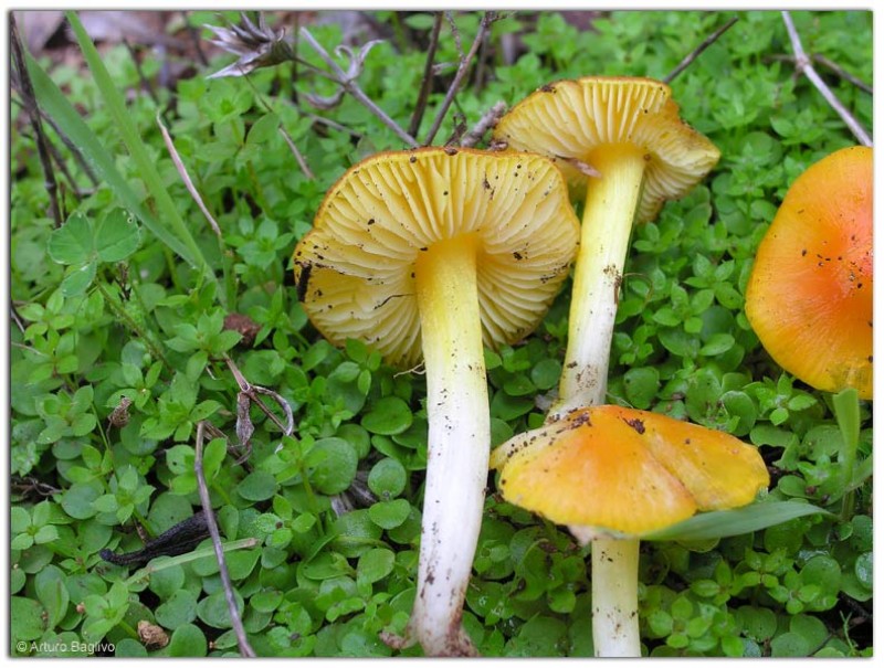 Hygrocybe acutoconica (Clem.) Singer