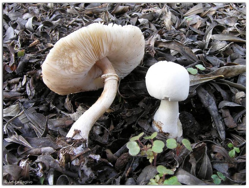 Leucoagaricus leucothites (Vittad.) Wasser