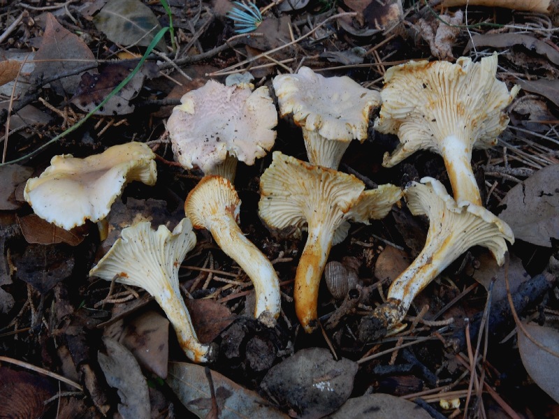 Cantharellus lilacinopruinatus 25-09-2010.jpg