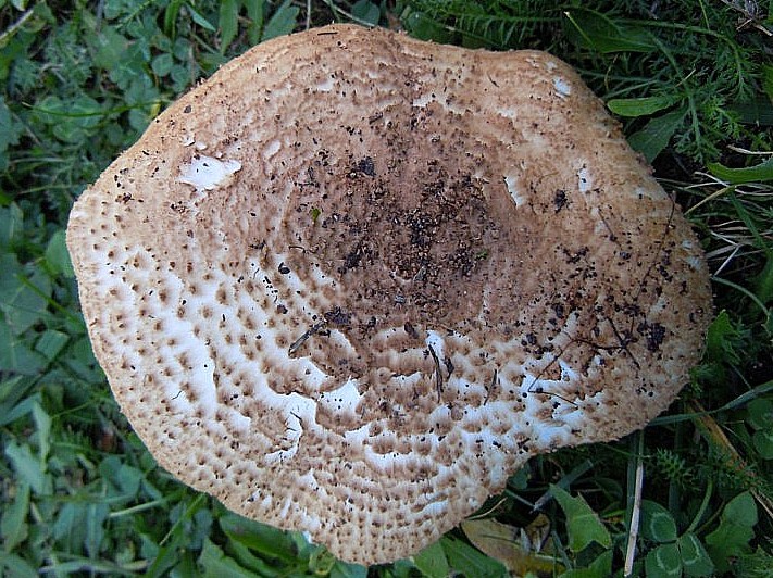 ECHINODERMA ASPERUM.JPG