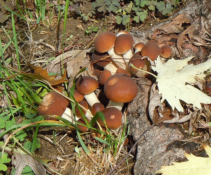 Cyclocybe aegerita_(V. Brig.) Vizzini.JPG