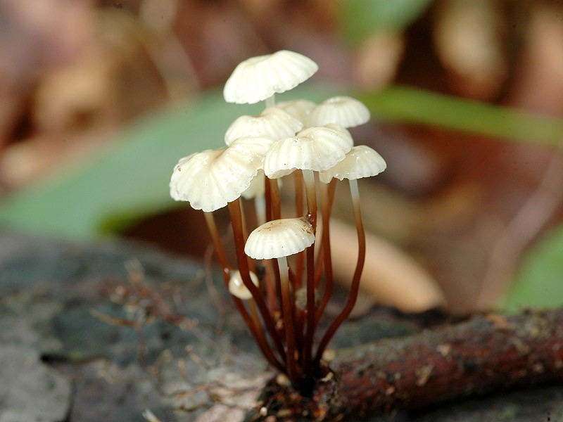 Marasmius_rotula_5822a.jpg