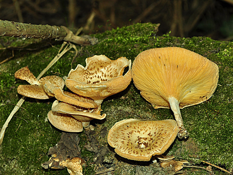 13a-Lentinus_tigrinus-DSC_0247.jpg