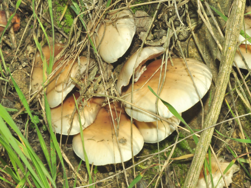 18a-Agrocybe_aegerita-DSC_0273.jpg