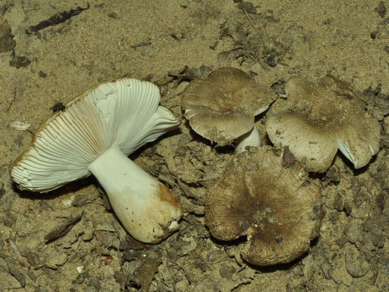 Russula insignis