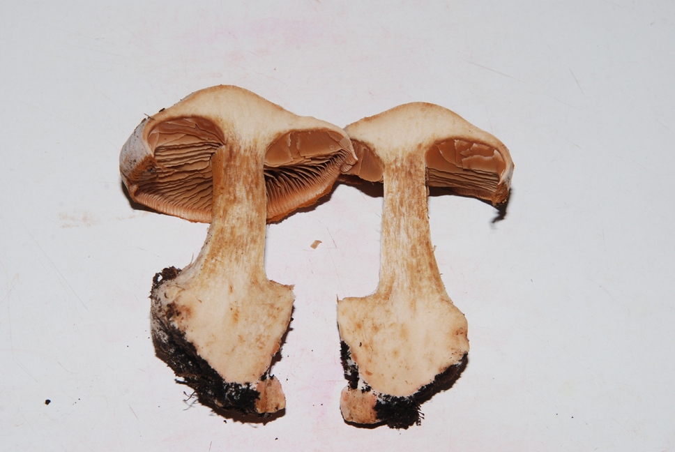 Cortinarius scaurotraganoides sezione