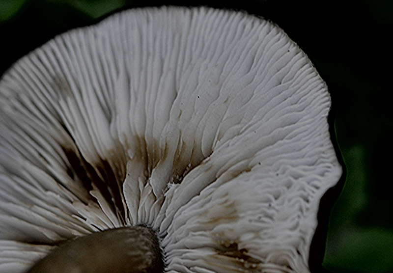 3Clitocybe-nitriolens.jpg