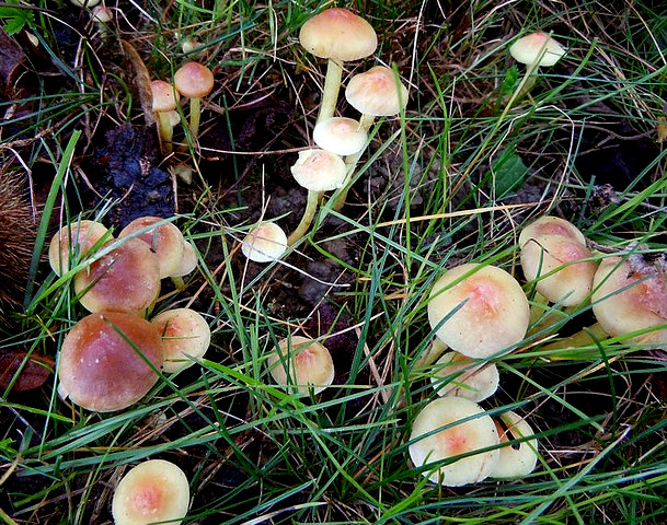 Hypholoma fasciculare .jpg