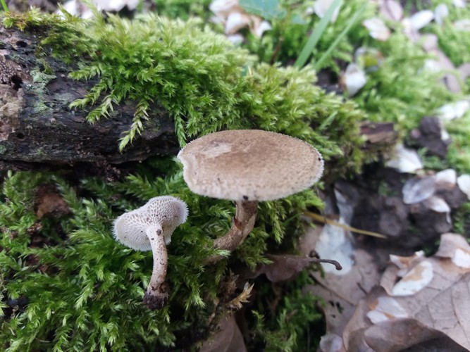 Polyporus arcularius