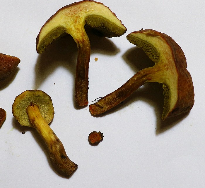 Pop X1. Hortiboletus rubellus