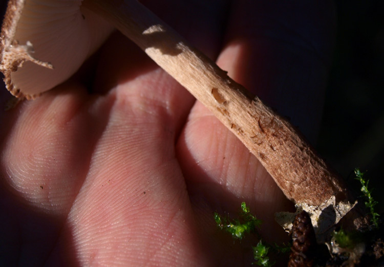 Lepiota-sp-11-(4).jpg