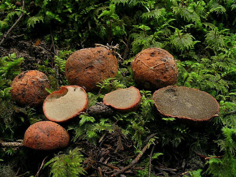 Rhizopogon rocabrunae