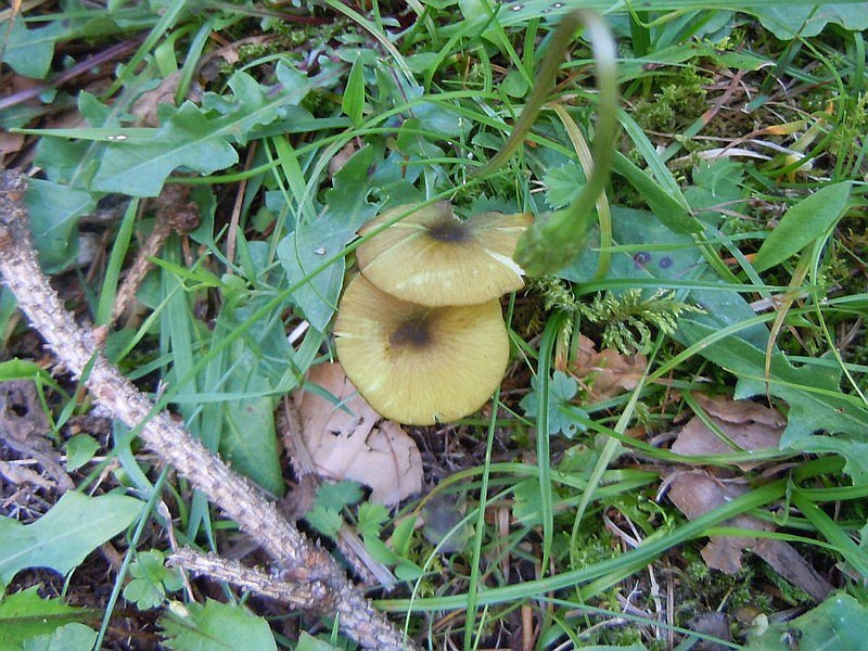 Entoloma chloroxanthum.jpg