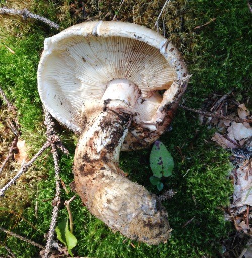 tricholoma nauseosus (Custom).JPG