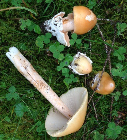 amanita crocea (2) (Custom).JPG