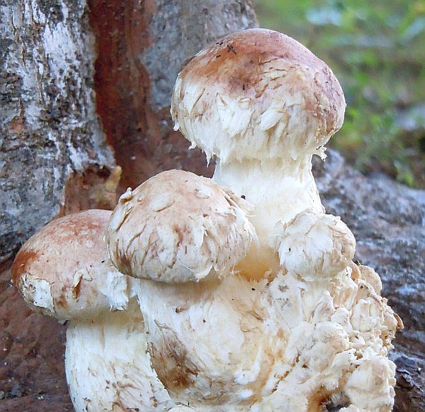 Hemipholiota_populnea Pers. Bon.JPG