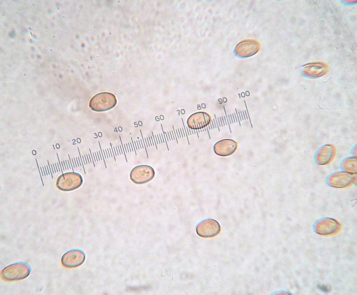 spore Hemipholiota populnea (2).jpg