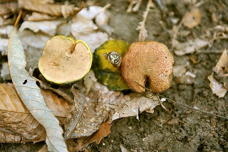 3Xerocomus-cisalpinus.jpg