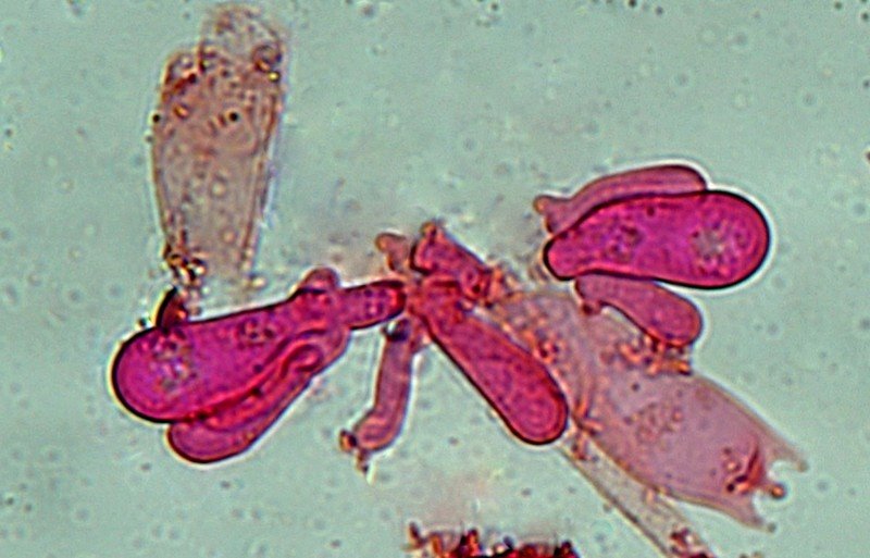 Cellule marginali  600 i  422.jpg