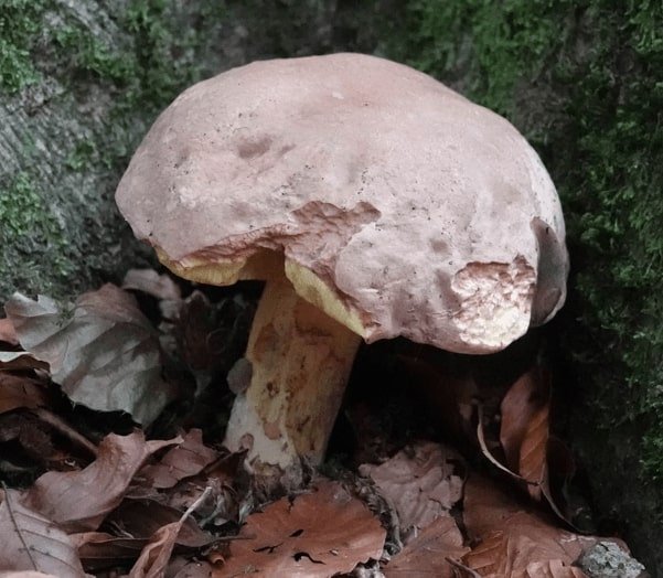 bolete screen-min.jpg