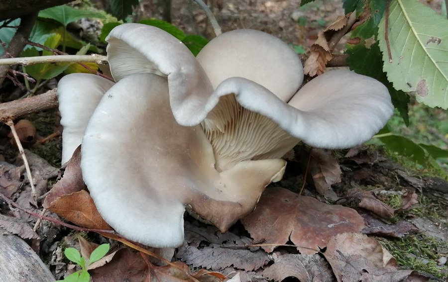 Pleurotus3.jpg