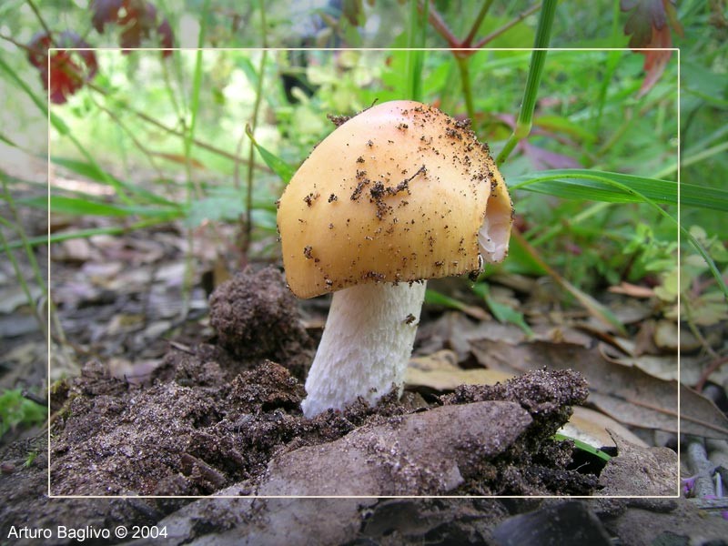 Amanita crocea (Quél.) Singer