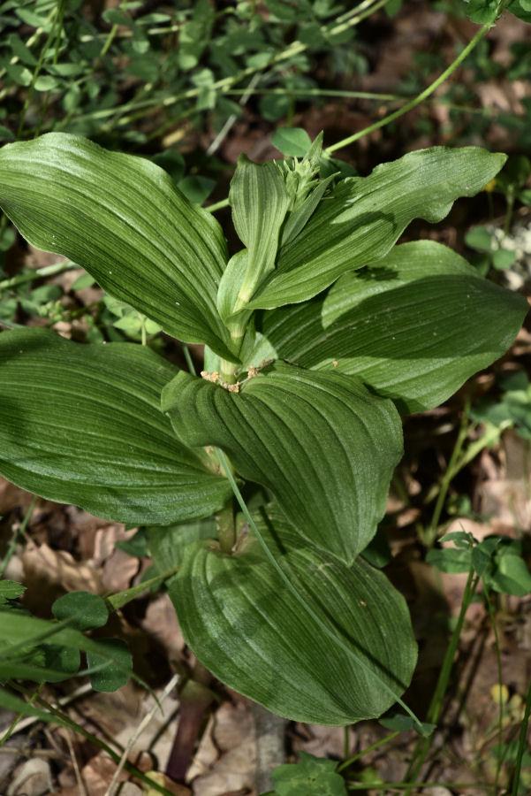 Veratrum cfr 20200603-107.jpg