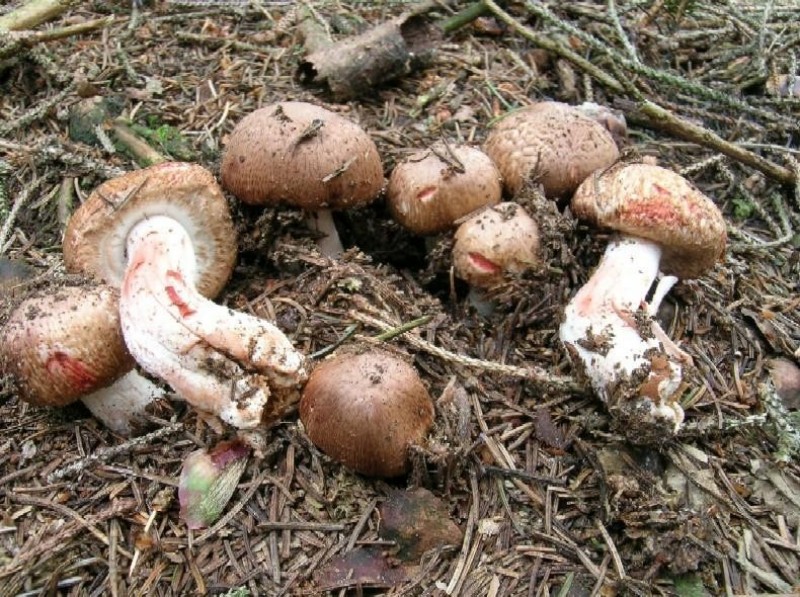 Agaricus silvaticus.jpg