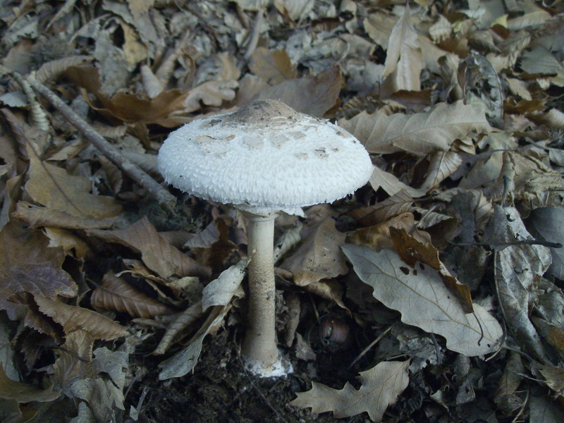 Macrolepiota procera.jpg