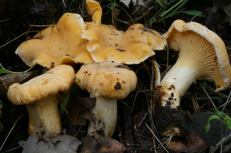 Cantharellus cibarius 7.jpg