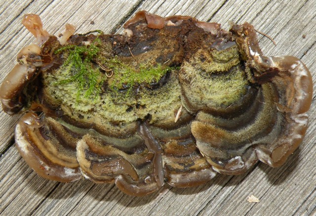 Auricularia mesenterica (Dicks.) Pers.,  (4).jpg