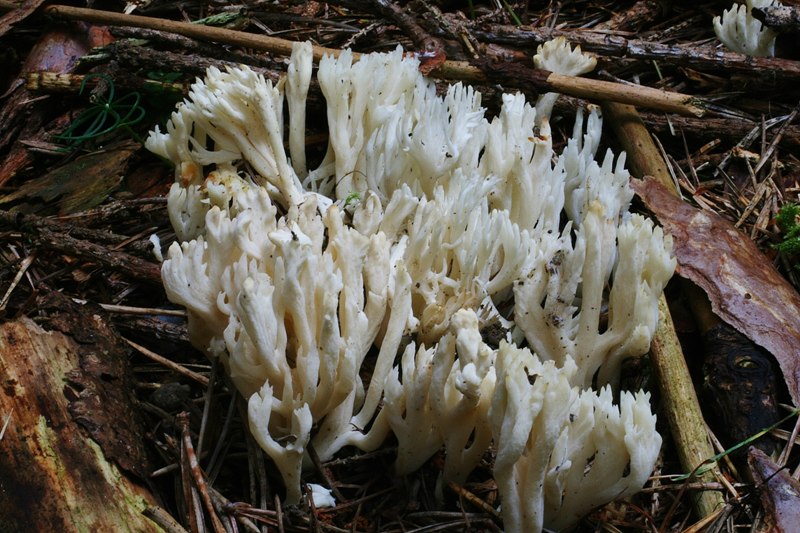 Clavulina coralloides 2.JPG