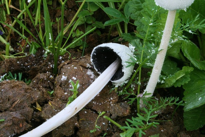 Coprinopsis nivea 7.jpg