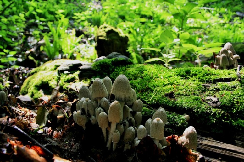 Coprinopsis strossmayeri 0.jpg