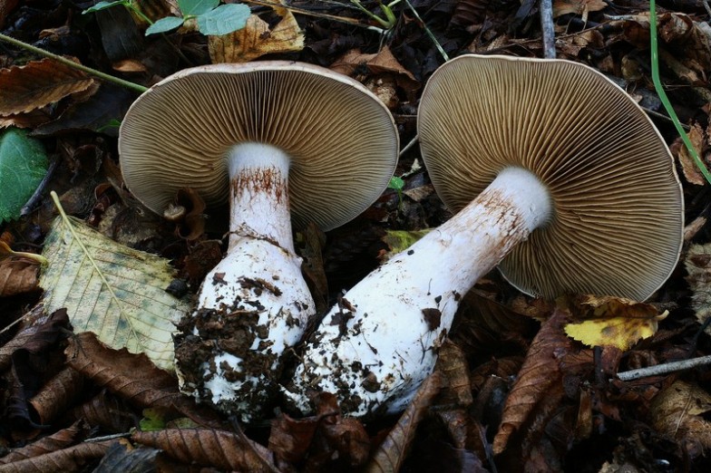 Cortinarius variicolor 4.jpg