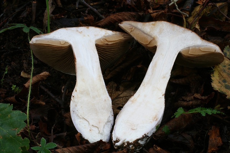 Cortinarius variicolor 5.jpg