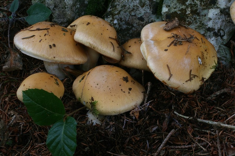 Cortinarius varius 9.jpg