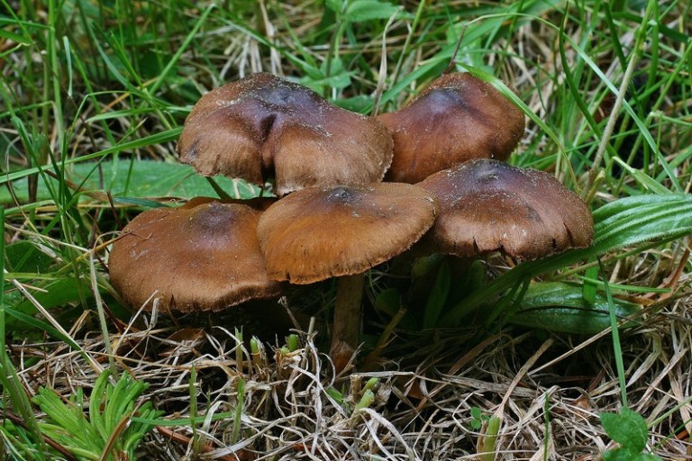 Cortinarius vernus 1.jpg