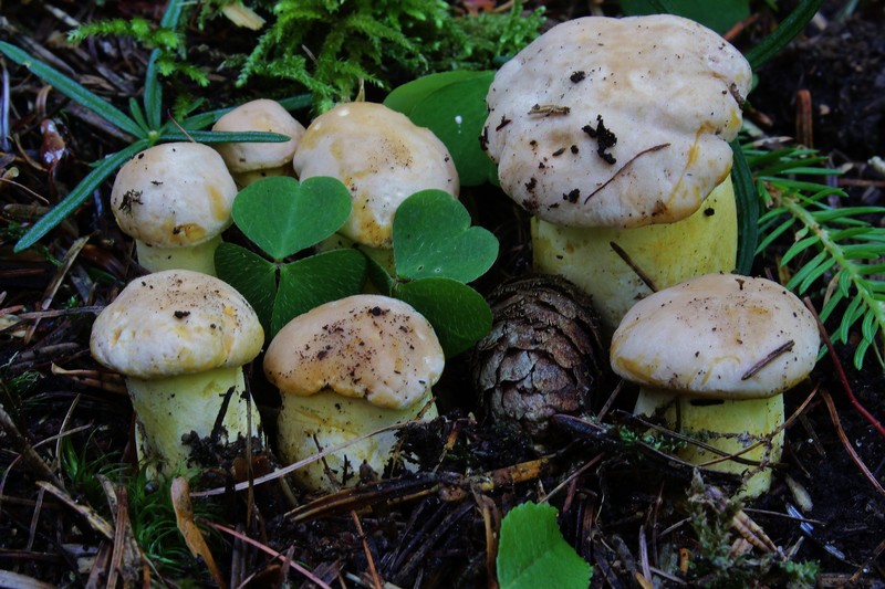 Cantharellus amethysteus 3.jpg